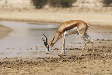Obraz premium Springbok, Antidorcas marsupialis, Kgalagadi Transfrontier Park, Kalahari desert, South Africa