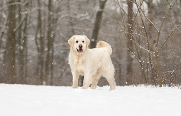 Obraz premium golden retriever dog in winter park