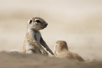 Cape Ground Squirrel, Xerus inauris, Kgalagadi Transfrontier Park, Kalahari desert, South Africa