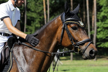 braunes Pferd mit Reiter in Nahaufnahme beim Reitturnier