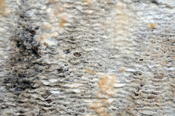 white wet calcified stone texture caused by mineral deposits in water