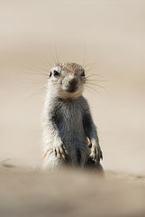 Cape Ground Squirrel, Xerus inauris, Kgalagadi Transfrontier Park, Kalahari desert, South Africa