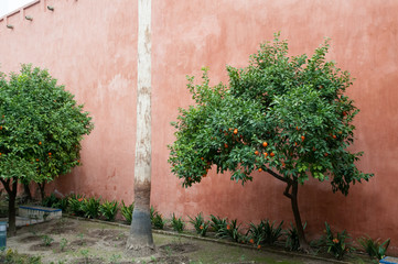 Seville Oranges
