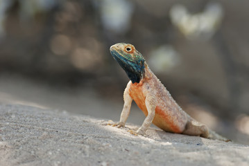Ground Agama, Agama aculeata, Kgalagadi Transfrontier Park, Kalahari desert, South Africa