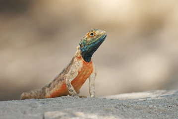 Ground Agama, Agama aculeata, Kgalagadi Transfrontier Park, Kalahari desert, South Africa