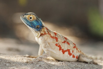 Ground Agama, Agama aculeata, Kgalagadi Transfrontier Park, Kalahari desert, South Africa