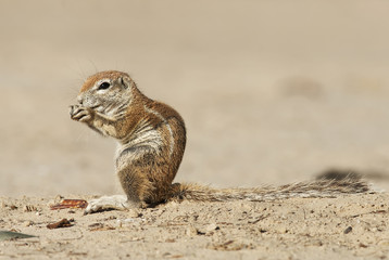 Cape Ground Squirrel, Xerus inauris, Kgalagadi Transfrontier Park, Kalahari desert, South Africa