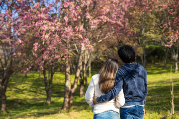 Fototapeta premium Young couple walking in the park and looking cherry blossoms tree