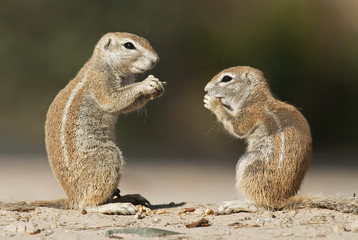 Cape Ground Squirrel, Xerus inauris, Kgalagadi Transfrontier Park, Kalahari desert, South Africa