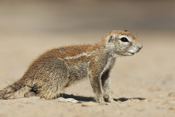 Naklejka na ściany i meble Cape Ground Squirrel, Xerus inauris, Kgalagadi Transfrontier Park, Kalahari desert, South Africa