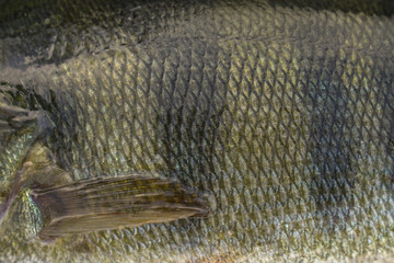 Perch fish scale skin with fin. Fishing camouflage background. © FedBul