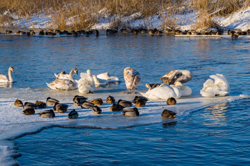 Zima nad Supraślą © podlaski49