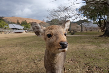 Obraz premium Japan Trip 