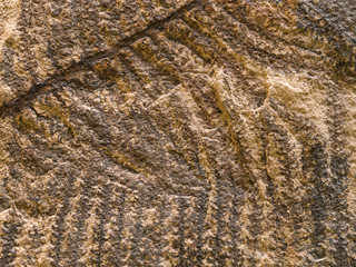 Stone texture with petrified prehistorical ferns frond