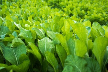 Organic vegetables plants on the field