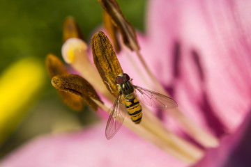 A small wasp on the stamens of a flower