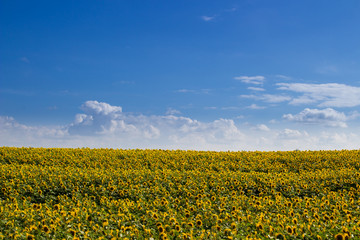 maui sunflower field