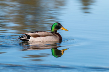 Drake Mallard Reflected on Lake
