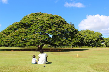 この木なんの木