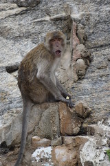 Closeup of a wild monkey sitting on a stone at the monkey mountain Khao Takiab in Hua Hin, Thailand, Asia