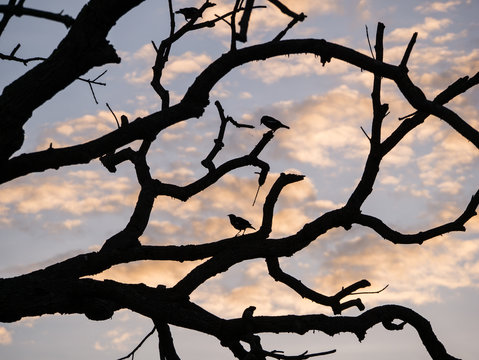 The Acridotheres on Dry Branches