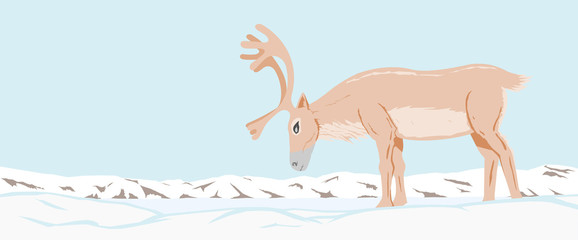 Northern deer. The reindeer graze in the snow-covered tundra. Polar landscape.