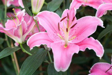 pink lily flower in garden.