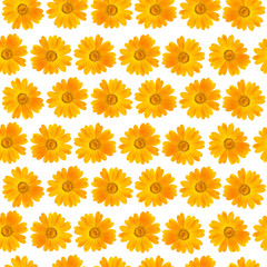 Seamless pattern of beautiful yellow flowers