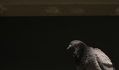 Pigeon Perched on an Old Abandoned Building