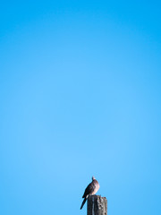 Alone Dove Looked Majestic on The Old Post