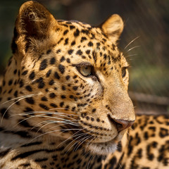 Close up Leopard.