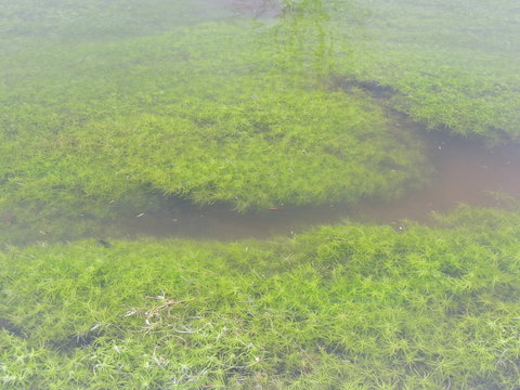 (Callitriche) Wasserstern Pflanzen in der Niers bei Wachtendonk