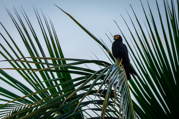 Obraz premium Black Caracara in Surinam