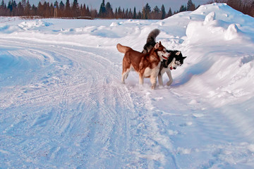 Walk with pets. Siberian husky playing on winter walk. Husky dogs bite and push in snow.
