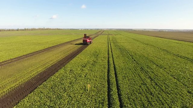 Aerial view of the modern combine harvester harvesting the crop of sugar beet. 4K