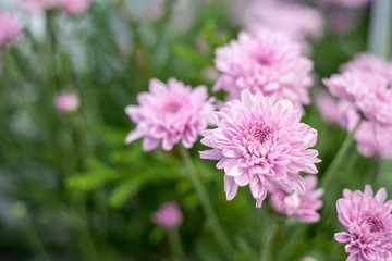 Beautiful pink gerbera flower in the garden