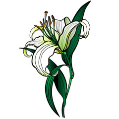 Flower of white lily