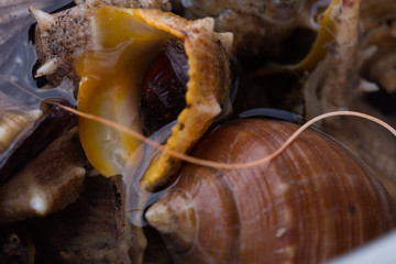 Sea snail,close up