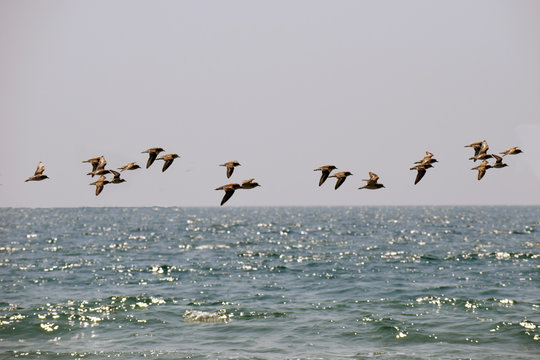 birds on sea © aprajita