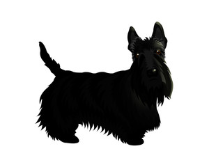 Cute cartoon dog Scotch Terrier.