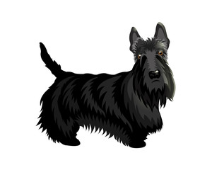 Cute cartoon dog Scotch Terrier.