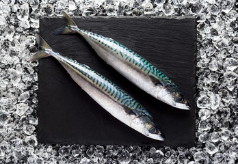 Fresh mackerel fish on ice on a black stone table top view