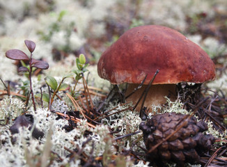 A small brown mushroom in a wild forest.