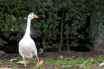 White goose walk on green grass background