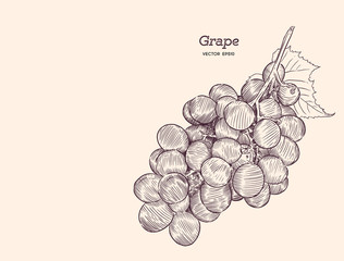Red grapes. Vector illustration.