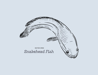 Snakehead fish, hand draw sketch vector.