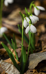 Beautiful snowdrop flowers closeup