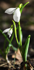 Beautiful snowdrop flowers closeup