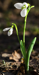 Beautiful snowdrop flowers closeup
