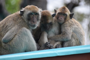  Closeup of a cute monkey family at the monkey mountain Khao Takiab in Hua Hin, Thailand, Asia